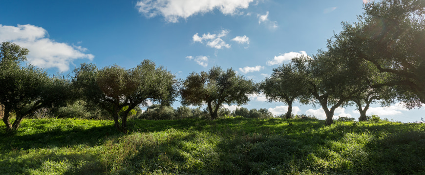 an olive grove with greenery below the trees and a blue sky with a few clouds behind them