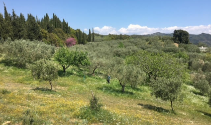 an olive grove on a hillside with some wildflowers and a flowering tree blooming