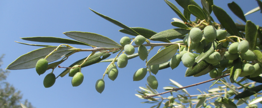 unripe green olives on a branch against a bright blue sky