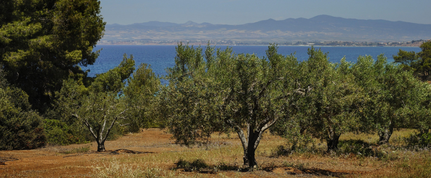 an olive grove near the sea