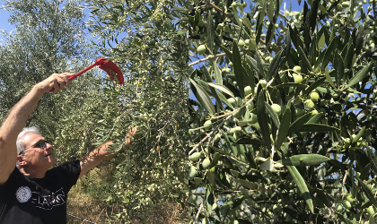 Ioannis Kampouris harvesting green olives with a rake