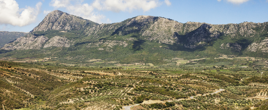 olive groves in a valley, leading up to hills or mountains that are rocky and steep on top
