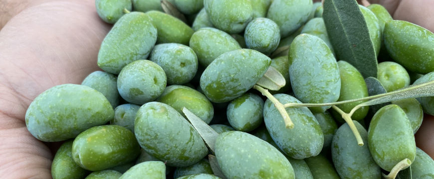 a handful of green olives after their harvest