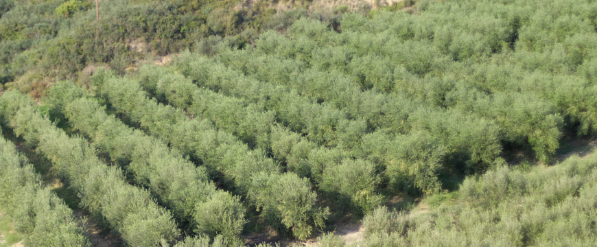 Many rows of olive trees in a regular pattern, viewed from a hill