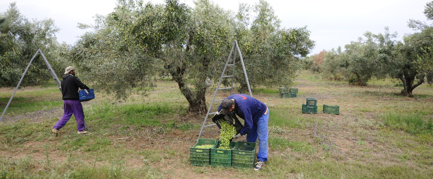 two harvesters working with crates of large green Chalkidiki olives in Yanni's Olive Grove
