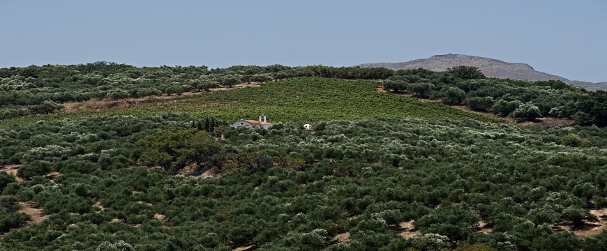 A view of olive groves and a small church