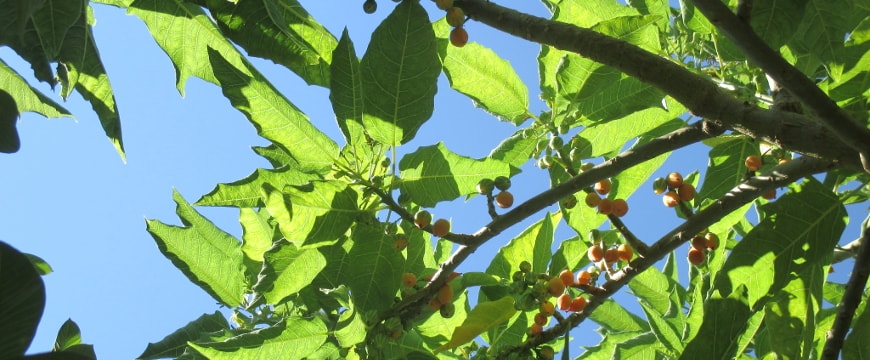 Tree leaves and small round fruits lit up by the sun, against a blue sky