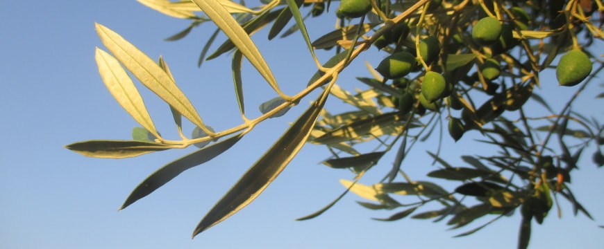 evening light on olives and olive leaves on a tree against a blue sky