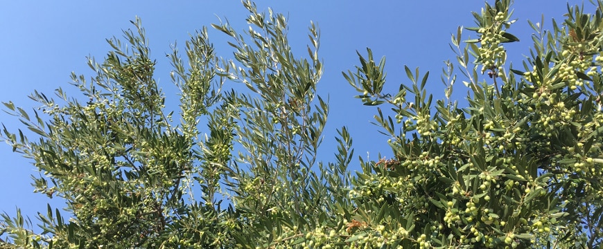 olive branches on trees full of green olives, blue sky in background