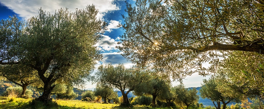 Goutis Estate olive groves with sunlight, blue sky, and clouds visible through the olive trees