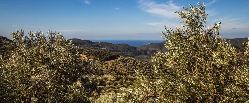 Olive groves, sea, and sky in Lesvos