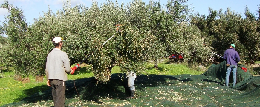 Harvesting olives with harvesters like long broomsticks and a net under the tree