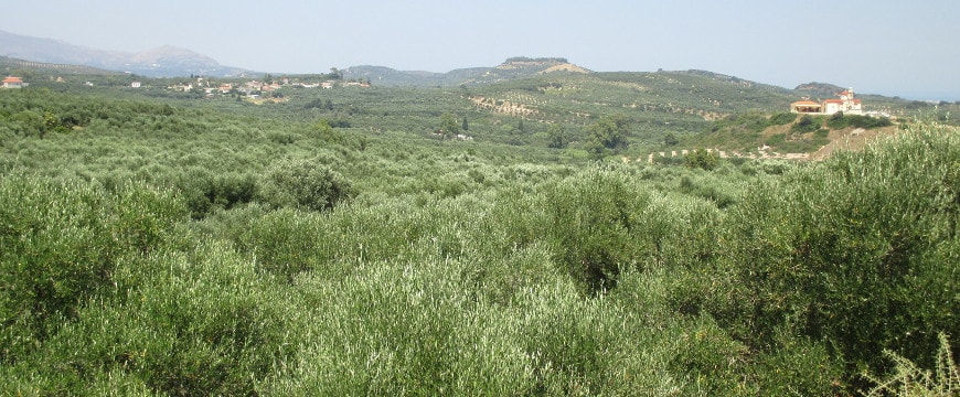 Olive groves in PDO Kolymvari, Crete