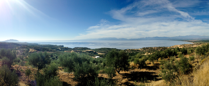 landscape in Laconia with olive groves, sea, and blue sky