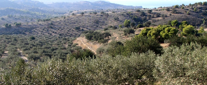 Olea Groves landscape with olive groves, hills, and sea