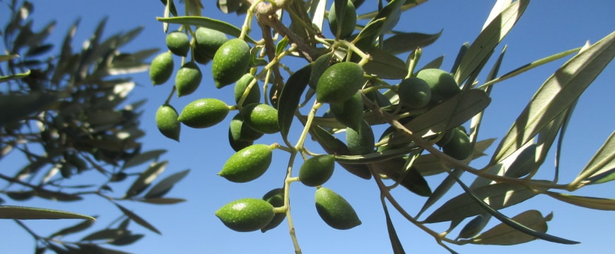 closeup of green olives on branches against a bright blue sky