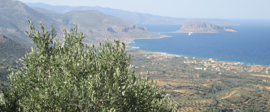Olive trees in a valley, the sea, island of Monemvasia