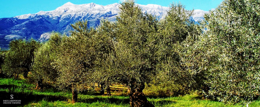 olive trees with mountains in the background, and the Sakellaropoulos Organic Farming logo in the lower left corner