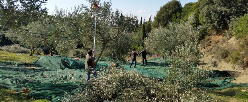 olive nets and people harvesting olives from olive trees in Messenia, Greece
