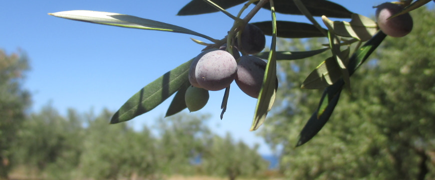 A few light purple olives handing from a branch in an olive grove