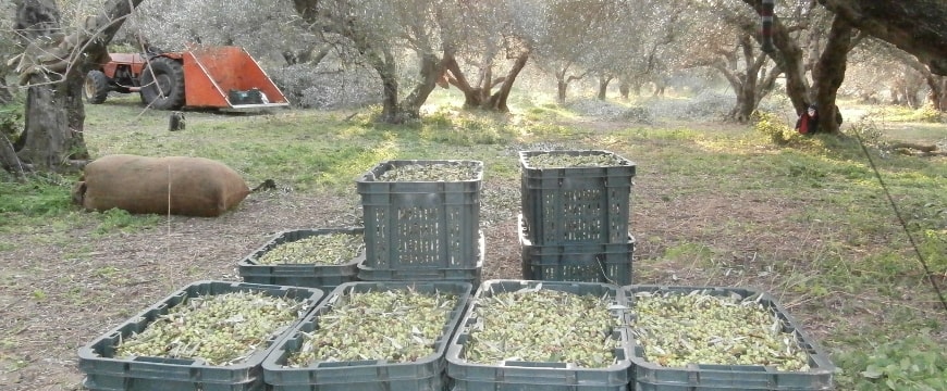 crates full of olives under olive trees
