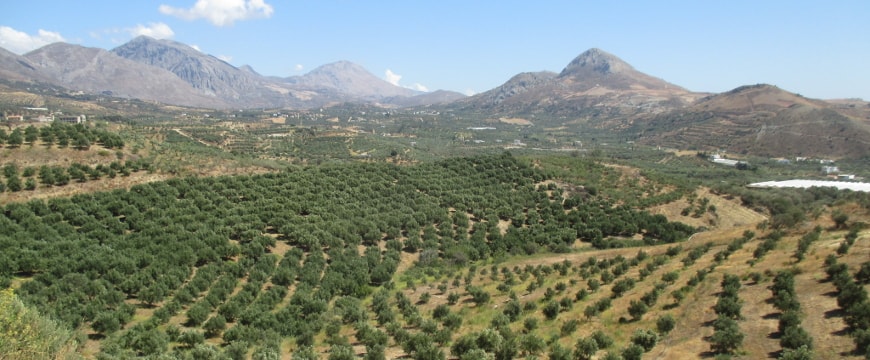 Rows of olive trees, hills, sky