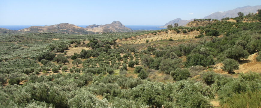 olive groves in southern Crete, with hills, sea, and sky