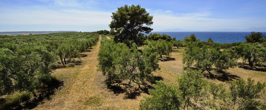 Greek olive groves, with one very tall tree in the middle, sky, and sea