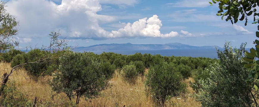 an olive grove with the sea and puffy white clouds behind it