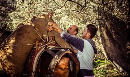 workers loading jute bags full of olives onto a mule