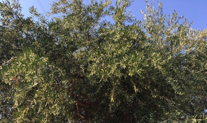 olive tree from Mycenae, Peloponnese