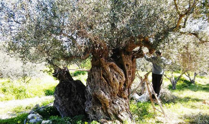 an ancient olive tree, with a man pruning it