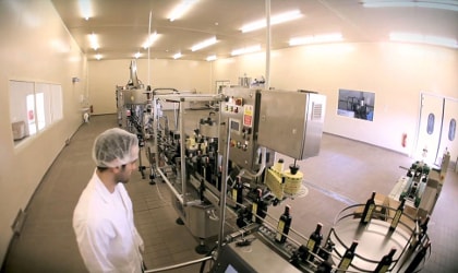 Man in white clothing with hair covered observing automated olive oil bottling process
