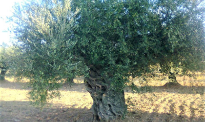 an ancient olive tree from Laconia with a wide trunk and canopy of leaves