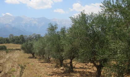 olive trees receding toward a mountain in Laconia