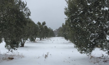 snowy olive grove in northern Greece