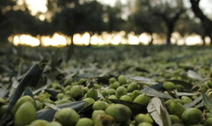 Mostly green olives on a net on the ground, with olive trees in the background