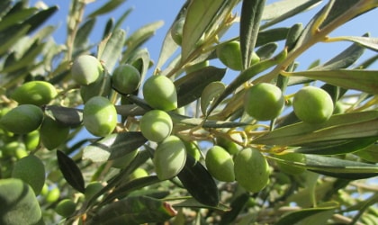green olives among leaves on a tree