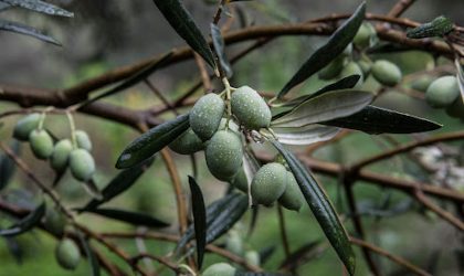 Fruits of the Tsounati or Mastoeidis variety