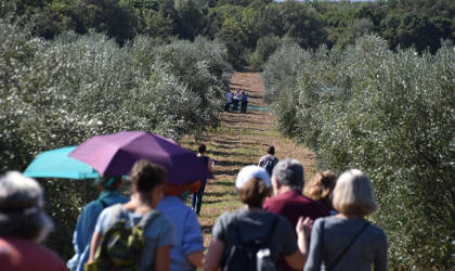 a group of visitors walking through an olive grove