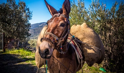 Donkey carrying bags of Acaia olives in Lesvos