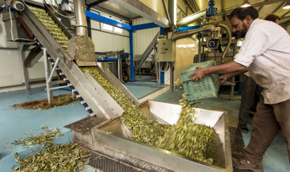 A man emptying a crate of olives into a hopper at a Cretan olive mill