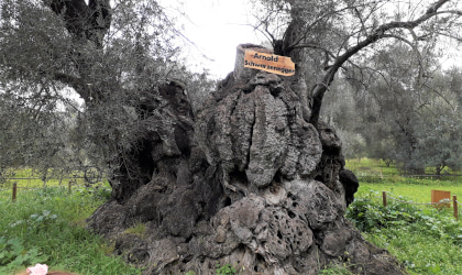 the very wide, bulging, textured trunk of an ancient olive tree, with a small wooden sign that says "Arnold Schwarzenegger" tied around it