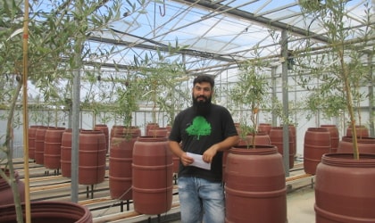 Aristotelis Azariadis with small olive trees in the greenhouse