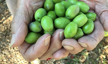 fresh green olives held in two cupped hands