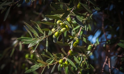Unripe green olives growing on a branch in Lesvos