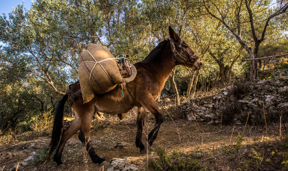 a donkey or mule carrying burlap bags full of harvested olives in a hilly olive grove