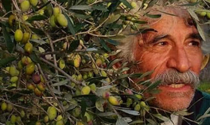 A closeup of the face of Grigoris Kokolakis, peaking through branches full of olives