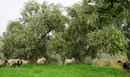 sheep in a grassy olive grove