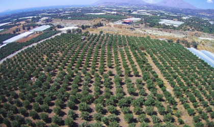long rows of olive trees in the Kidonakis Bros.olive groves, viewed from a drone above the groves